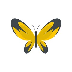 Wide wing butterfly icon. Flat illustration of wide wing butterfly vector icon isolated on white background
