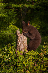Black Bear (Ursus americanus) Forages in Stump