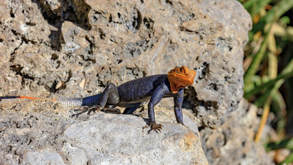 Common Agama, Agama agama, mature male, is watching you, Florida