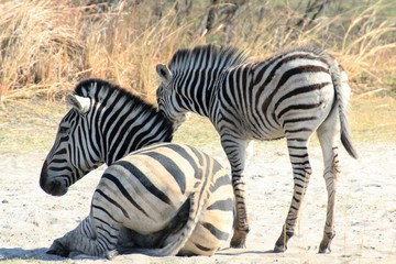 Fototapeta na wymiar Zebra Moremi Nature Reserve Botswana
