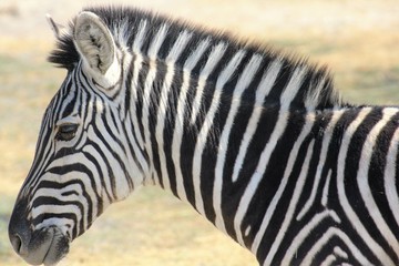 Fototapeta na wymiar Zebra Moremi Nature Reserve Botswana