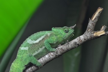 Close Up Chameleon