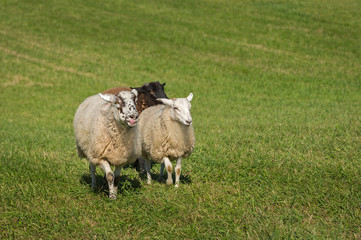 Three Sheep (Ovis aries) Saunter In
