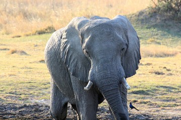Fototapeta premium Elefant Moremi Nature Reserve Botswana