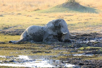 Elefant Moremi Nature Reserve Botswana