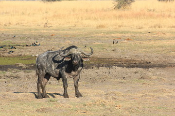Büffel Moremi Nature Reserve Botswana