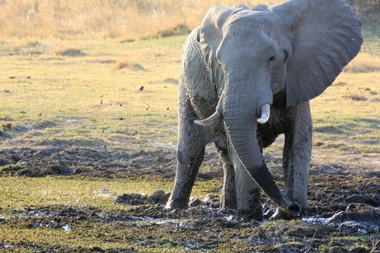 Elefant Moremi Nature Reserve Botswana