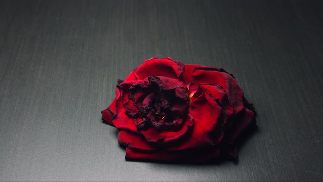 Drying flower, dry rose from red fresh to black die. Time lapse