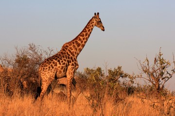Giraffe Moremi Nature Reserve Botswana
