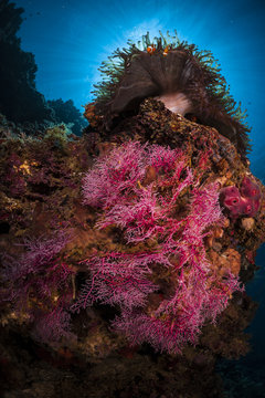 False clownfish and coral