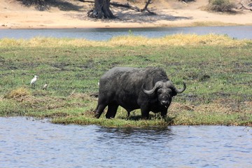 Büffel Chobe River Botswana