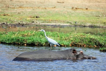 Obraz premium Graureiher und Hippo im Chobe River Botswana