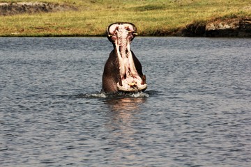 Hippo Chobe River Botswana