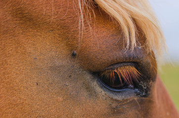 Horses in the mountains in Iceland, close-up.