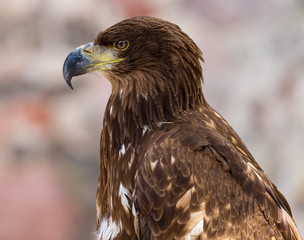 Sea Eagle - Pygargue &agrave; queue blanche