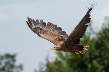 Sea Eagle - Pygargue à queue blanche