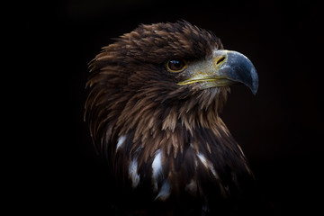 Obraz premium Sea Eagle - Pygargue à queue blanche