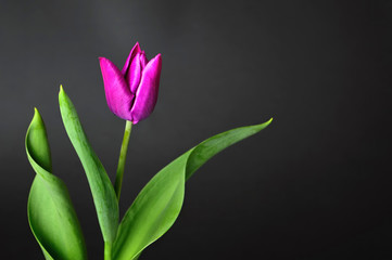 Mothers Day card with purple tulipon dark background