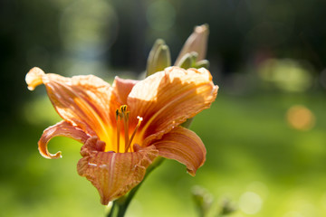 Orange Lilies Flower
