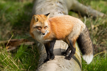Red Fox - Renard Roux