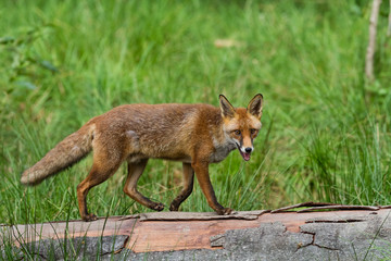 Red Fox - Renard Roux