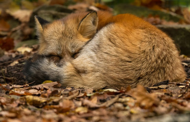 Fototapeta premium Red Fox - Renard Roux