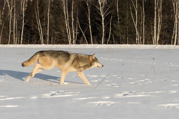Fototapeta na wymiar Grey Wolf (Canis lupus) Runs Right Across Field