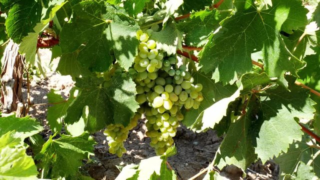 Cluster of white grapes on a vine.