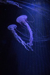 jellyfish