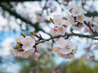 Blooming wild apricot in the garden. Spring flowering trees. Pollination of flowers of apricot.