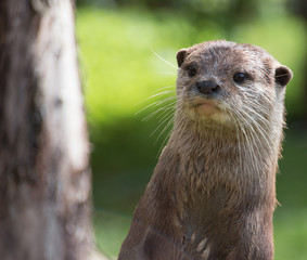 otter