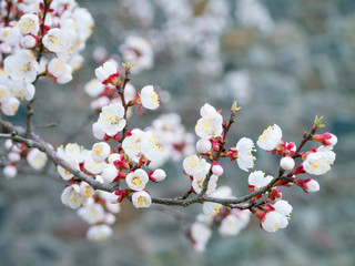 Apricot tree blooms on a spring day. White flowers branch no leaves. Closeup Shallow depth of field. Nature background.