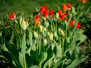 Red flowers of tulips on a flower bed. A flower bed with tulips.