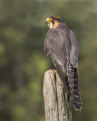 Aplomado Falcon