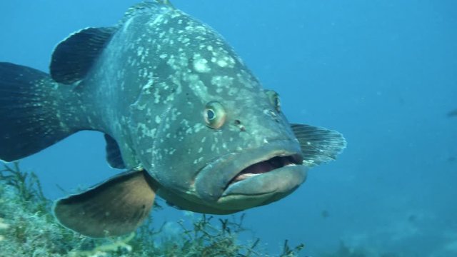 Portrait of Dusky grouper (Epinephelus marginatus) in Mediterranien sea.