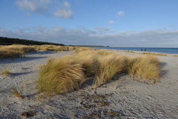 Dünengras am Strand