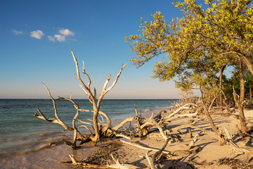 Dried branches on the beach of Cayo Jutias near Vinales (Cuba)