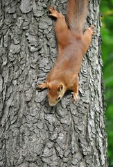 red squirrel sitting on tree trunk