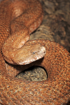 rote Kykladenviper (Macrovipera schweizeri) - Milos viper