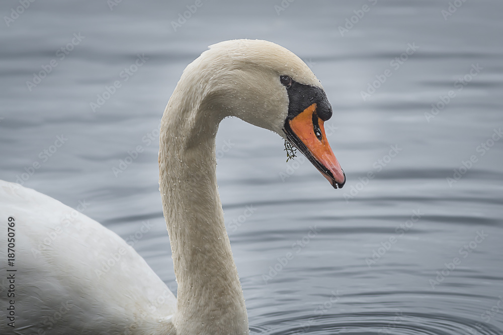 Poster close up profile portrait of a mute swan with water droplets on its feathers and a piece of weed in 