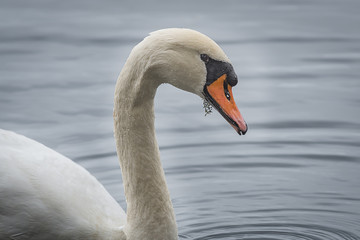 Close up profile portrait of a mute swan with water droplets on its feathers and a piece of weed in its mouth