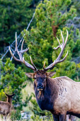 Obraz premium Bull elk in portrait, Banff National Park, Alberta, Canada