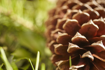Fototapeta premium closeup of a Christmas Wreath with pine cones and hemlock sprigs