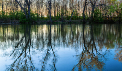 Obraz premium Reflection of trees and sunset on river Maly Dunaj, Slovakia