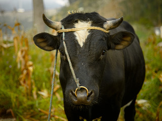 Cow grazing in the fields of Ecuador