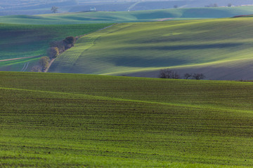 Fototapeta na wymiar Green hills of Moravia