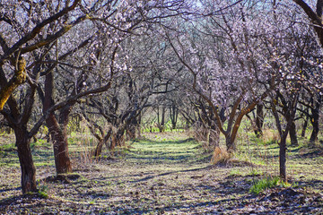 Obraz premium Lonely blossoming tree in field on background