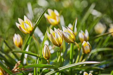 yellow wild tulip in the garden. Bieberstein Tulip.