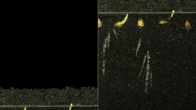 Time-lapse of germinating wheat seeds (below and above the surface) 6c3 in RGB + ALPHA matte format isolated on black background