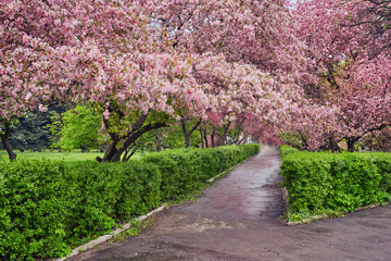 Park with alley of blossoming red apple trees.